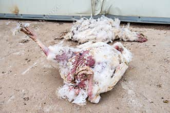 Dead chicken from avian influenza.