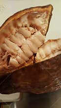Cocoa fruit