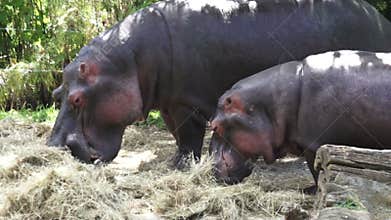 Two Hippopotamus eat hay