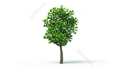Growing Tree on White background, isolated object. Symbol of Growth. HD 1080.