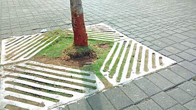 Tree on footpath