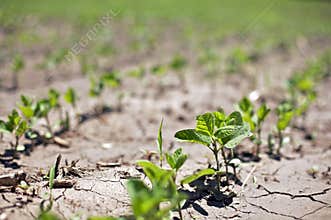 Bean Sprouts in row crops struggle in drought