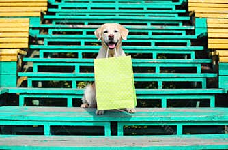 Beautiful Golden Retriever dog holding shopping bag in teet