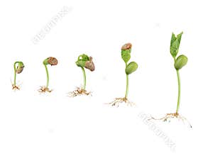 Bean seed germination