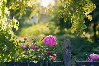 Peony flowers summer garden fence backlight