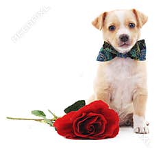 Puppy with a rose.