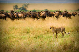 Cheetah hunting