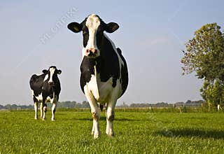 Dutch cow