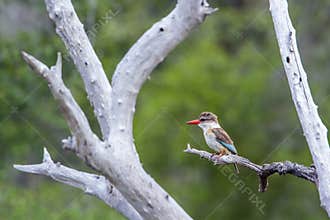 Brown-hooded Kingfisher in Kruger National park, South Africa