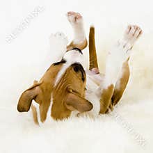 Rollover