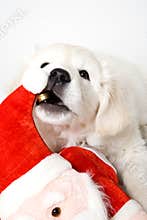 Chewing puppy