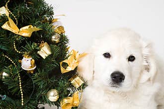Puppy tree