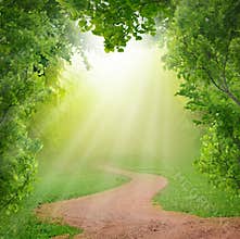 Magic spring forest
