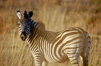 Zebra in the afternoon sun
