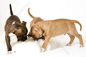 Three puppies