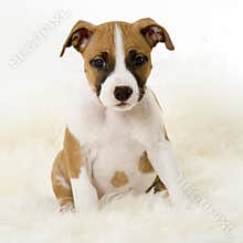 Sitting staffordshire terrier