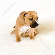 Stafford puppy