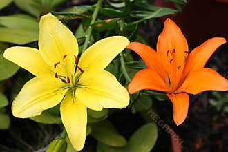 Contrasting Lillies