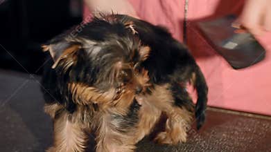 A woman is combing a small dog
