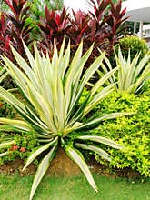 Tropical style landscaping
