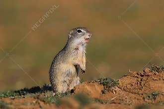 European ground squirrel (Spermophilus citellus)