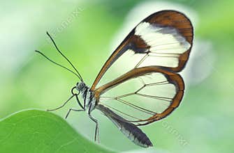 Wings of glass - Greta oto
