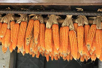 Drying corn in East asia village