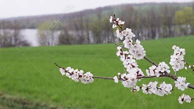 cherry blossoms in front green field