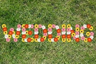 Wedding card invitation marriage marry flowers flower nature meadow grass
