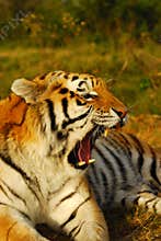 Roaring Siberian tiger