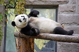 China. Panda at Beijing Zoo