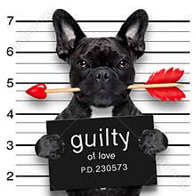Valentines mugshot dog