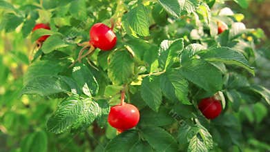 Bush ripe rose hips