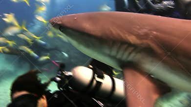 Diving show feeding sharks. The divers, sharks