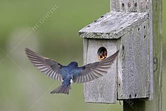 Tree Swallow feeding juveniles
