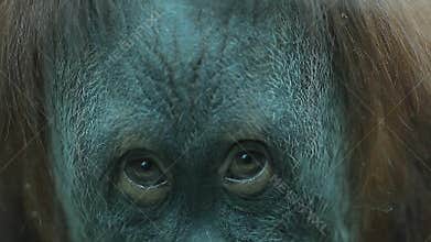 Thoughtful look monkey
