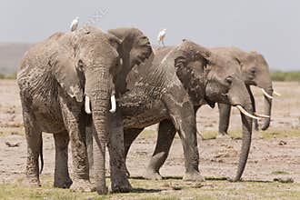 Three adult African Elephants in Amboseli, Kenya