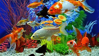 Slow Motion Of Fish Swimming In Freshwater Aquarium