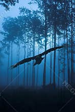 Raven flying through night forest