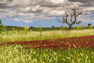 SPRINGTIME. Alta Murgia National Park: field of purple flowers. Apulia-ITALY-