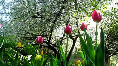 Tulips flowers and trees blossom