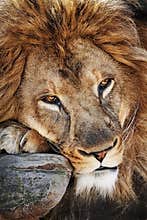 Lions head
