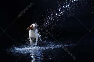 Dog Jack Russell Terrier, dogs play, jump, run, move in water