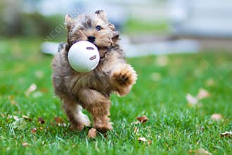Running Dog