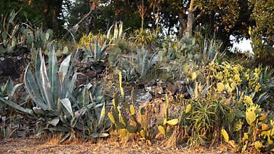 Flowering succulents and cacti in south France