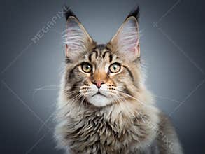 Portrait of Maine Coon cat