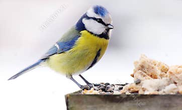 Blue tit