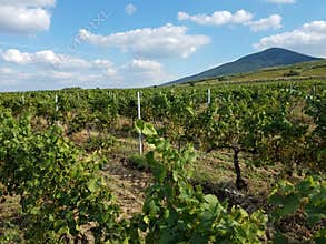 Carpathian vineyards