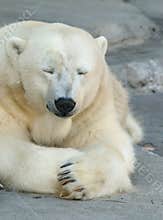 Sleepy Polar Bear