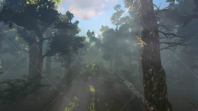 Magic forest. Sun Glimmering through foliage tracking.